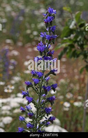 Viper's Bugloss, Blueweed oder Blue Devil, Echium vulgare, Boraginaceae. Sie ist in Europa und dem gemäßigten Asien beheimatet. Stockfoto