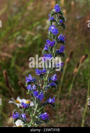 Viper's Bugloss, Blueweed oder Blue Devil, Echium vulgare, Boraginaceae. Sie ist in Europa und dem gemäßigten Asien beheimatet. Stockfoto