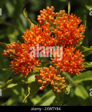 Milchweed, Orange Asclepias oder Butterfly Weed, Asclepias tuberosa, Apocynaceae. Südwesten Nordamerikas. Stockfoto