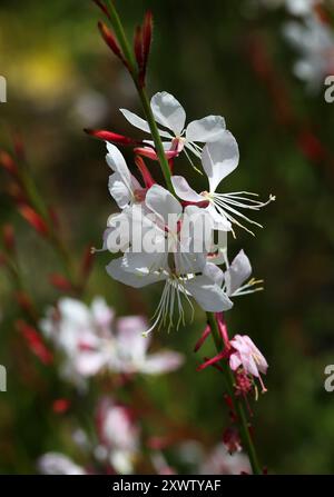 Lindheimer's Beeblossom oder White Gaura, Oenothera lindheimeri, Onagraceae. Früher Gaura lindheimerii. Stockfoto