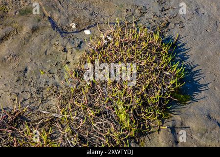 Pickleweed, Salicornia depressa, am oberen Pazifik-Strand im Bottle Beach State Park, Washington State, USA Stockfoto