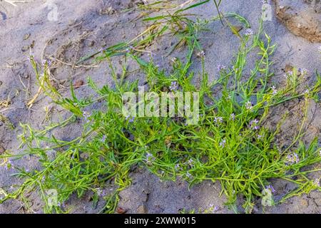 European Searocket, Cakile maritima, blüht am Sandstrand im Bottle Beach State Park, Washington State, USA Stockfoto