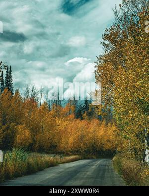 Aspen in voller Farbe, Grand Teton National Park Wyoming Stockfoto