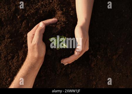 Paare, die jungen Setzlinge im Boden schützen, Draufsicht Stockfoto