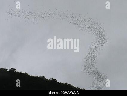 Die Fledermaus-Auszug aus Deer cave im Mulu Nationalpark, Borneo, Malaysia. Stockfoto
