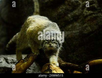 Eine wunderschöne Pallas Katze im Brooklyn Zoo in New York City, USA. Stockfoto