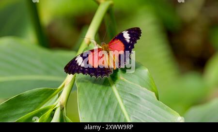 Blick von hinten und oben auf einen männlichen roten Schnürschmetterling, der auf einem Blatt liegt Stockfoto