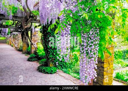 Wisteria Blooming on a Pergola in den Cross Estate Gardens, Bernardsville, New Jersey Stockfoto