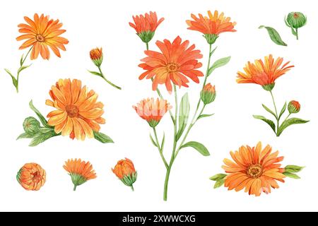 Calendula, Aquarellgrafik. Orangefarbene Blüten, Knospen, Blätter und Zweige werden auf weißem Hintergrund hervorgehoben. Ein großes Set für das Design von te Stockfoto