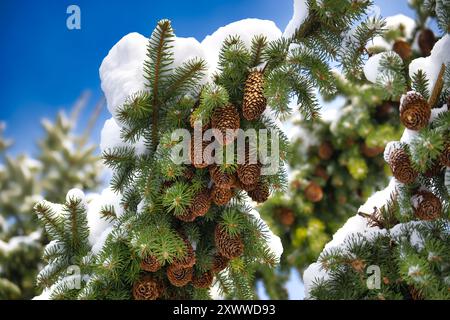 Ruhige Winterszene mit einem schneebedeckten Tannenzweig und einer Gruppe brauner Tannenzapfen Stockfoto