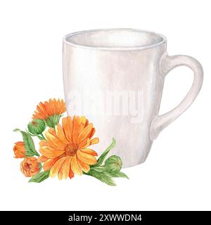 Calendula officinalis, Aquarellillustration. Blumentee in einem weißen Becher. Das Konzept eines Therapeutikums, homöopathische Medizin, Phytotherapie. Hg Stockfoto
