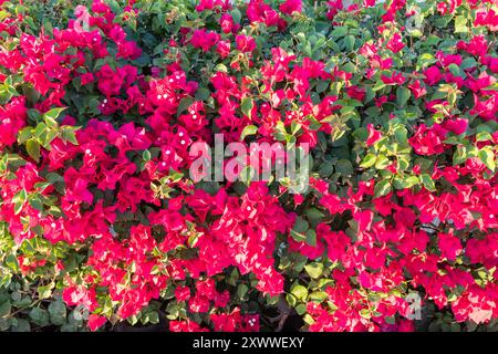 Bougainvillea, Papierblume Bougainvillea hybrida weicher Fokus mit unscharfem Hintergrund. Exotische, schöne kleine lila Bougainvillea Blume. Stockfoto