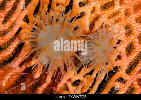 Paar koloniale Seeanemonen, Namanthus annamensis, auf Coral Fan, Dewara Wall Tauchplatz, Dewara Island, Forgotten Islands, Indonesien Stockfoto