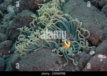 Clark's Anemonefish, Amphiprion Clarkii, in Corkscrew Tentacle Sea Anemone, Heteractis doreensis, Liberty Wrack Tauchplatz, Tulamben, Kerangasem, Bali, Stockfoto