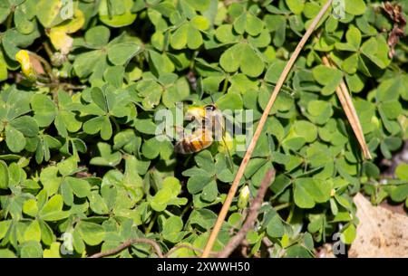 Hummel sitzt auf grünem Kleeblatt Stockfoto
