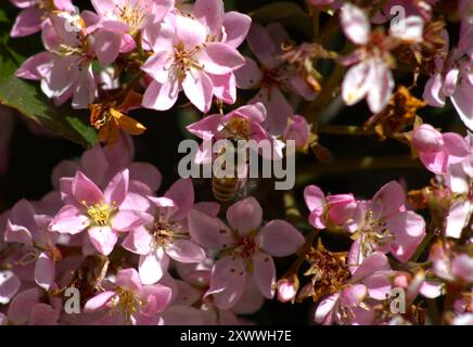 Hummel bestäubt rosa Blüten am Busch Stockfoto