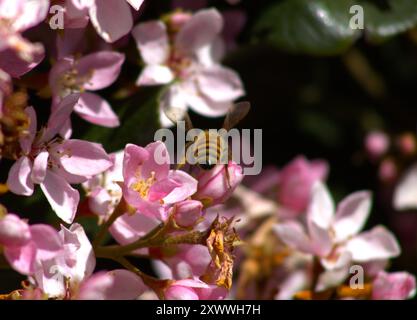 Hummel bestäubt rosa Blüten am Busch Stockfoto