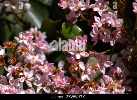 Hummel bestäubt rosa Blüten am Busch Stockfoto