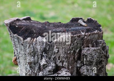 Geschwärzter Baumstumpf aus der Nähe Stockfoto