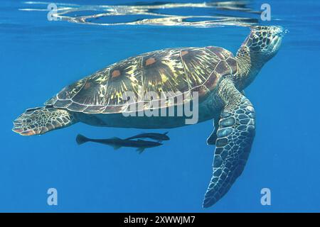 Remorafische und grüne Meeresschildkröten schwimmen unter der Wasseroberfläche und atmen ein, Bali, Indonesien Stockfoto