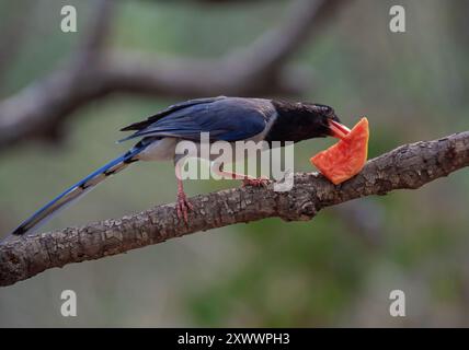 Roter, blauer Elstervogel, der auf einem Ast thront Stockfoto