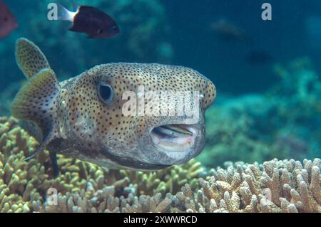 Großaufnahme eines Stachelstaubfisches mit Blaureakreiniger-Rassen an der Reinigungsstation von Bali Stockfoto