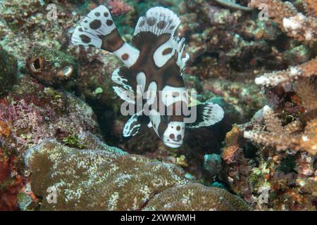 Spotted sweetlips, clown sweetlips or harlequin sweetlips swims over corals of Bali Stock Photo