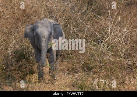 Wilder asiatischer Elefant und junger Elefant im Wald von Kabini Nagarahole. Stockfoto