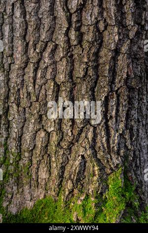 alte Holz Baum Rinde Textur mit grünem Moos. Stockfoto