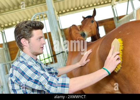 Ein junger Mann, der ein Pferd putzt Stockfoto