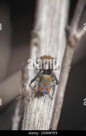 Pfauenspinne, Maratus clupeatus, in seinen Brutfarben. Stockfoto