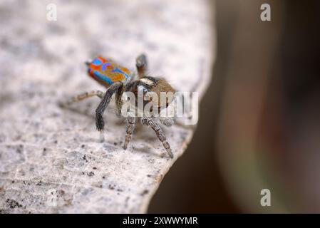 Pfauenspinne, Maratus clupeatus, in seinen Brutfarben. Stockfoto