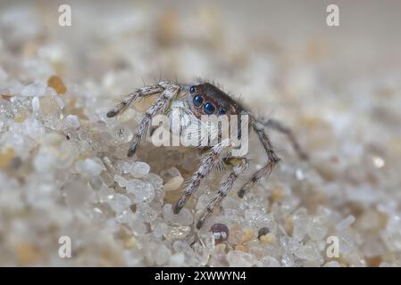 Männliche Pfauenspinne, Maratus Speculifer fotografiert auf Strandsand. Die Sandkörner zeigen, wie winzig diese Spinnen sind. Stockfoto