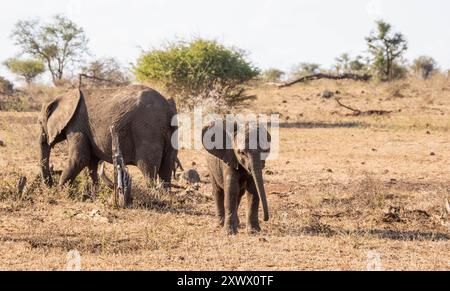 Afrikanische Elefanten in der südafrikanischen Savanne Stockfoto