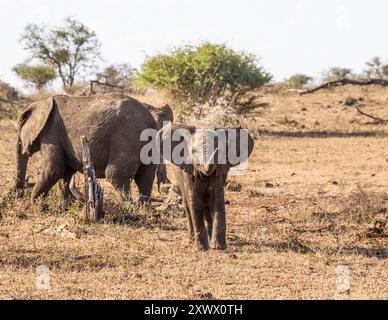 Afrikanische Elefanten in der südafrikanischen Savanne Stockfoto