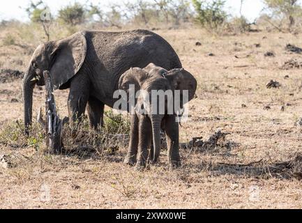 Afrikanische Elefanten in der südafrikanischen Savanne Stockfoto