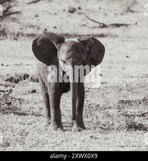 Afrikanische Elefanten in der südafrikanischen Savanne Stockfoto