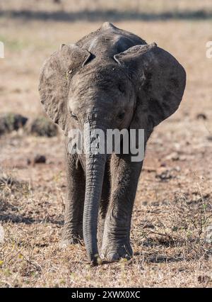 Afrikanische Elefanten in der südafrikanischen Savanne Stockfoto