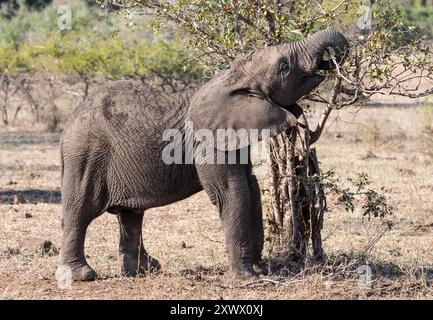 Afrikanische Elefanten in der südafrikanischen Savanne Stockfoto