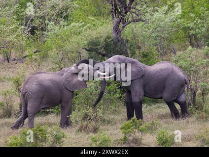 Südafrika, Kruger-Nationalpark: Afrikanischer Elefant (loxodonta africana). Elefanten paaren sich, spielen, reiben aneinander Stockfoto