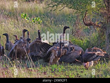 Südafrika, Krüger-Nationalpark: Gruppe von Geiern um einen Tierkadaver, Weißgeier (gyps africanus), Kapuzengeier (Nekrosyrtes MON Stockfoto