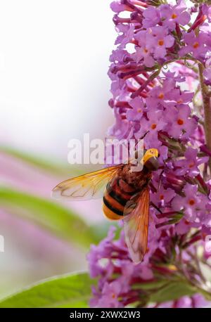 Hornet imitiert Schwingfliege Volucella zonaria, gelbes Gesicht große rötlich-braune Augen zwei schwarze Bänder am gelben Bauch rötlich-orangen Thorax und Vorderflügel Stockfoto