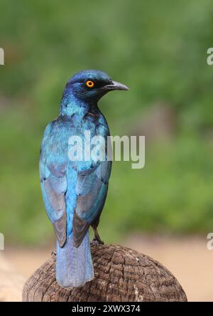 Südafrika, Krüger-Nationalpark: Cape Starling (Lamprotornis nitens) Stockfoto