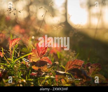 Buntes Herbstlaub. Rote Brombeerbusch (Rubus saxatilis) Blätter. Sonniger Herbsttag. Stockfoto