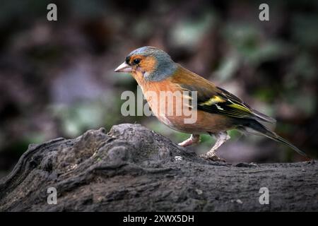 Chaffinch - Fringilla coelebs männlich auf einem Baumstamm Stockfoto