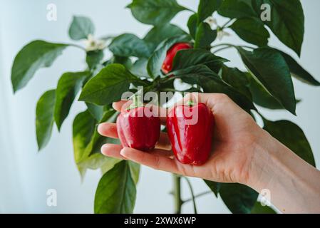 Nahaufnahme-Frauenhand mit zwei frisch geernteten roten Paprika, mit einer Pfefferpflanze im Hintergrund, die für die Gartenarbeit und Bio-Produkte steht. Stockfoto