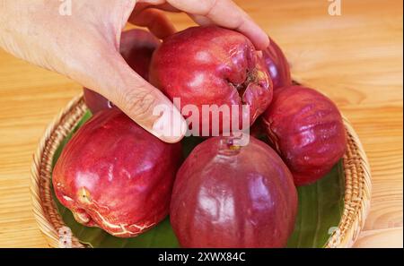 Handpflücken Sie einen frischen, Reifen malaiischen Äpfel namens Chompu Mameaw in Thailand Stockfoto