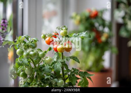 Reife rote Kirschtomaten erscheinen zuerst auf einem Pflanzenzweig im Topf auf der Fensterbank. Hausgarten Stockfoto