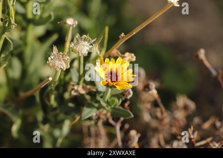 Die Ringelblume wird auch als pflanzliches Arzneimittel verwendet. Man kann sie mit orangefarbenen und gelben Blumen finden Stockfoto