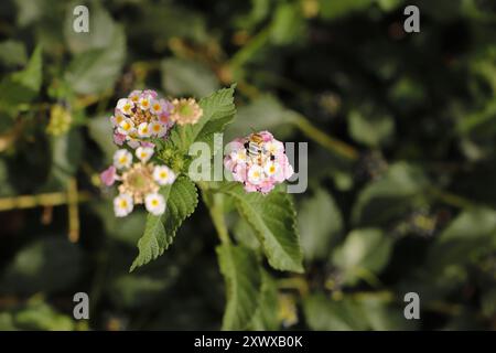 Mehrfarbiger lantana-Busch mit kleinen rosa gelben Blüten, entzückend für Honigbienen und Schmetterlinge Stockfoto
